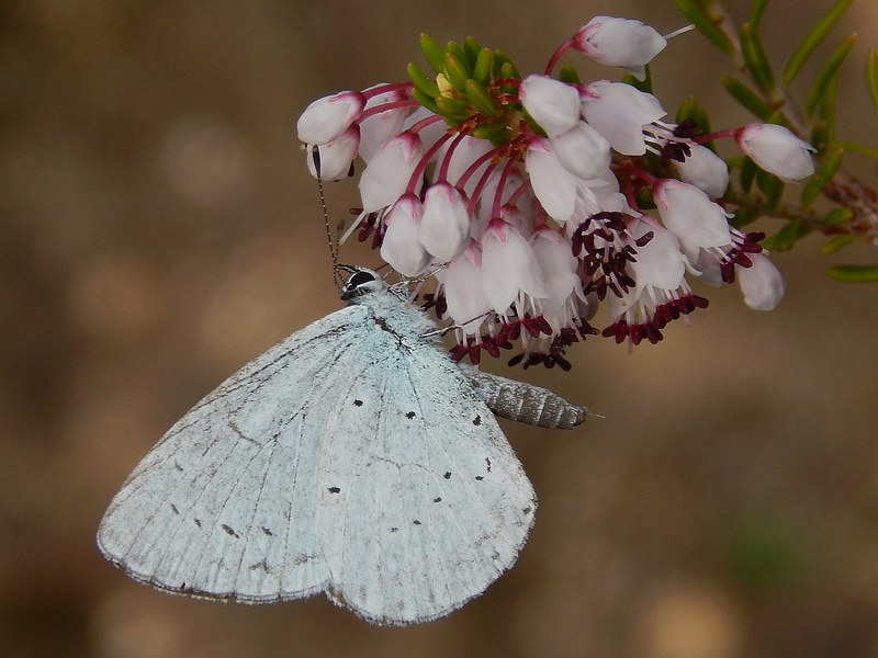 Lycaenidae da confermare
